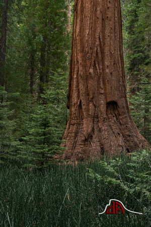 Sequoia Redwoods - Yosemite National Park