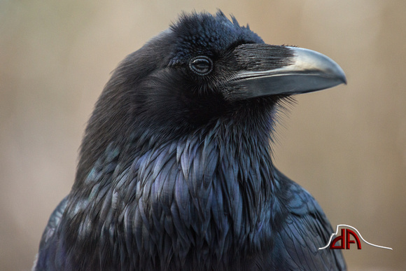Kah'-kah-loo - Portrait of a Raven