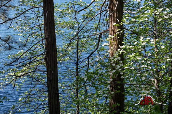 Dogwoods at Bass Lake