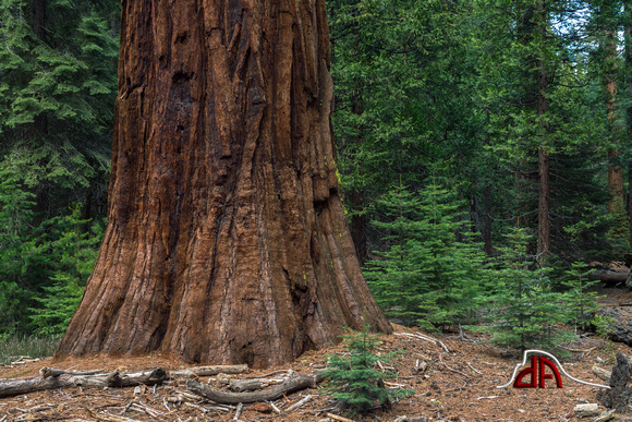 Giant Sequoia - Yosemite National Park