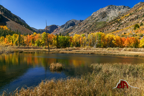 Autumn on the Beaver Pond - Lundy Canyon