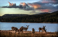 Mule Deer Herd at Bass Lake