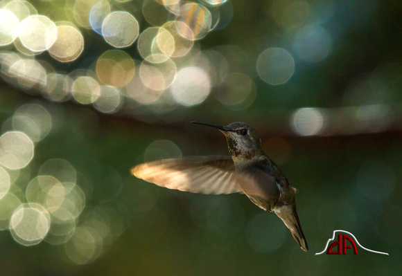 Raindrops on the Trees - Annas Hummingbird