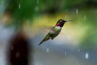Dancing in the Snow - Annas Hummingbird