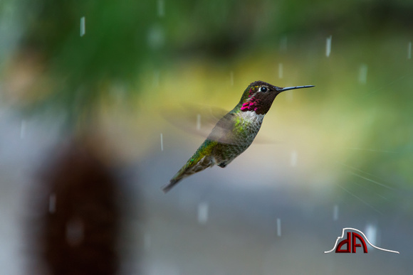 Dancing in the Snow - Annas Hummingbird