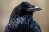 Kah'-kah-loo - Portrait of a Raven