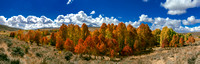 Autumn Aspen Grove - Large Panorama
