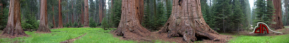 Sequoia National Park Redwoods - Panorama