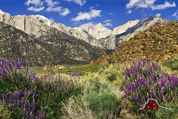Mt. Whitney, Alabama Hills and spring in the desert.