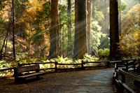 Afternoon in a Redwood Forest