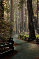 Muir Woods - Ancient Redwood Forest