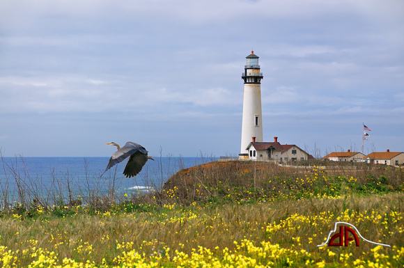 Pigeon Point Lighthouse - A Great Blue Heron Takes Flight
