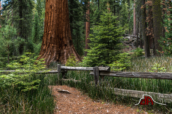 Big Trees, Tiny Trees - Yosemite National Park