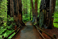 Redwoods of the Pacific