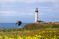 Pigeon Point Lighthouse - A Great Blue Heron Takes Flight