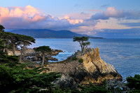 Only The Lonely - Monterey Cypress